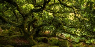Ancient-oak-trees-at-Wistmans-Wood-Dartmoor-Devon-